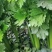 芹菜大量供应一手货源产地直发保质保量物美价廉