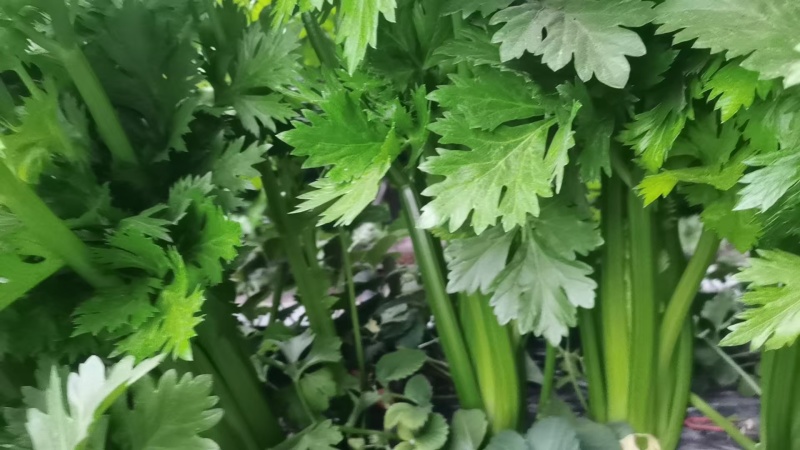 芹菜大量供应一手货源产地直发保质保量物美价廉