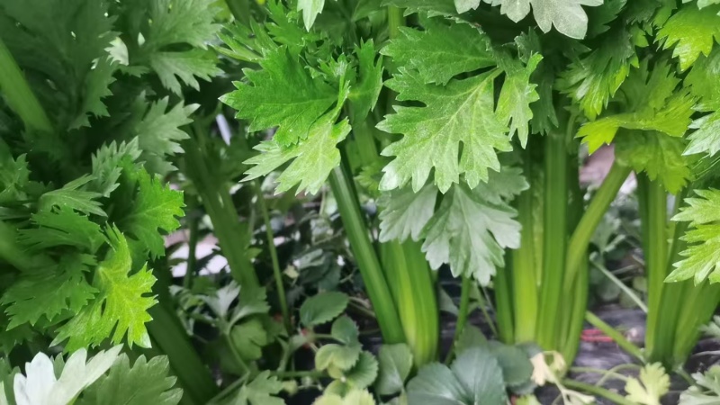 芹菜大量供应一手货源产地直发保质保量物美价廉