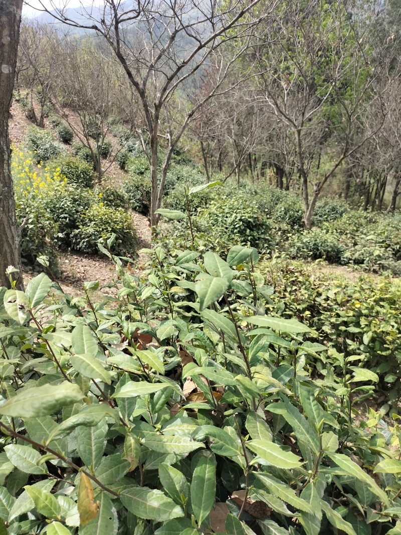 毛尖茶徐小凤的茶紫阳富硒茶园直供，手工采摘制作，海拔高