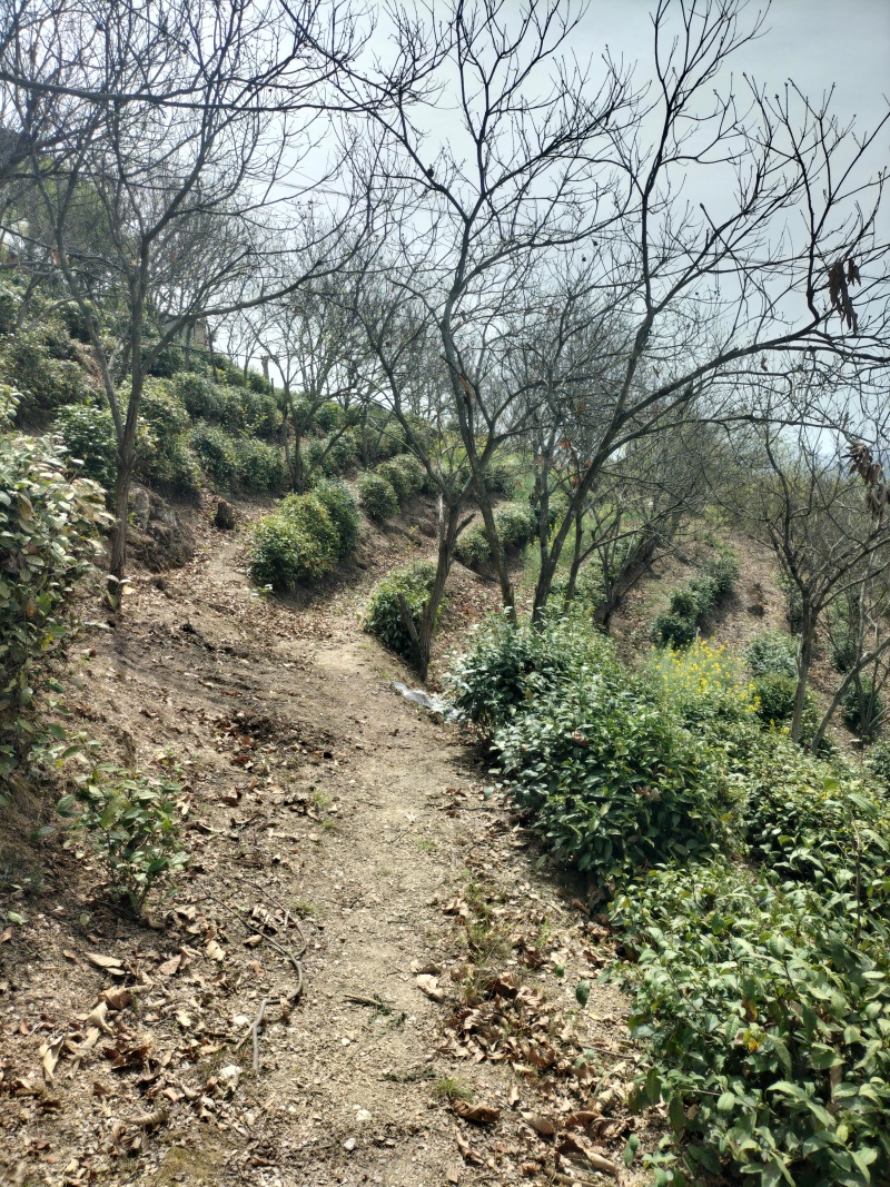 毛尖茶徐小凤的茶紫阳富硒茶园直供，手工采摘制作，海拔高
