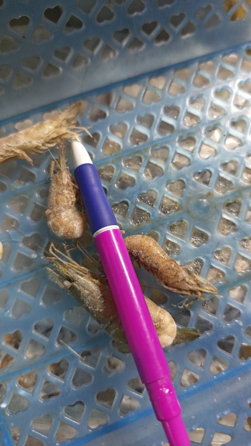 大只河虾口感鲜甜肉质肥美看上预定