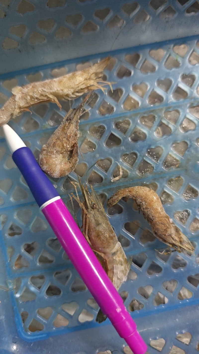 大只河虾口感鲜甜肉质肥美看上预定