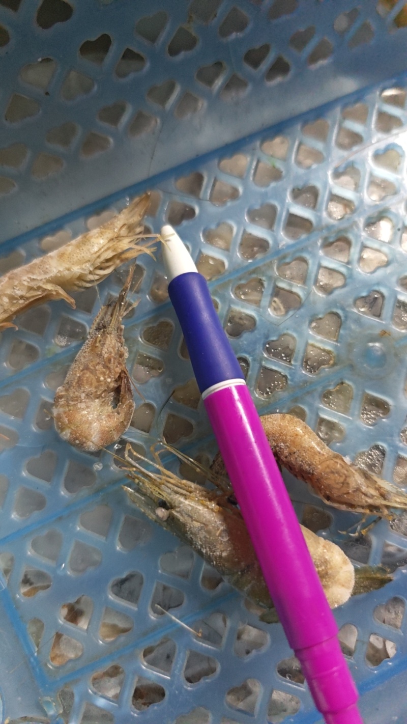 大只河虾口感鲜甜肉质肥美看上预定