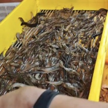 大只河虾口感鲜甜肉质肥美看上预定