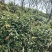茶叶紫阳（徐小鳯的茶）初心不变，快乐传承，体验样品茶