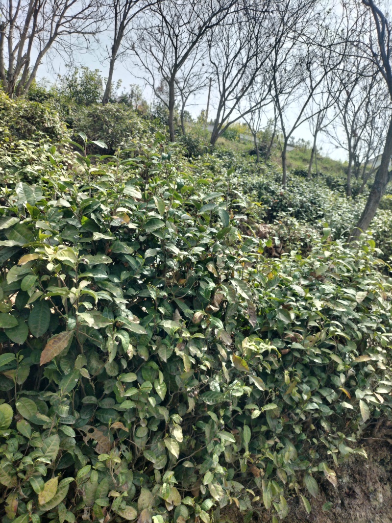茶叶紫阳（徐小鳯的茶）初心不变，快乐传承，体验样品茶