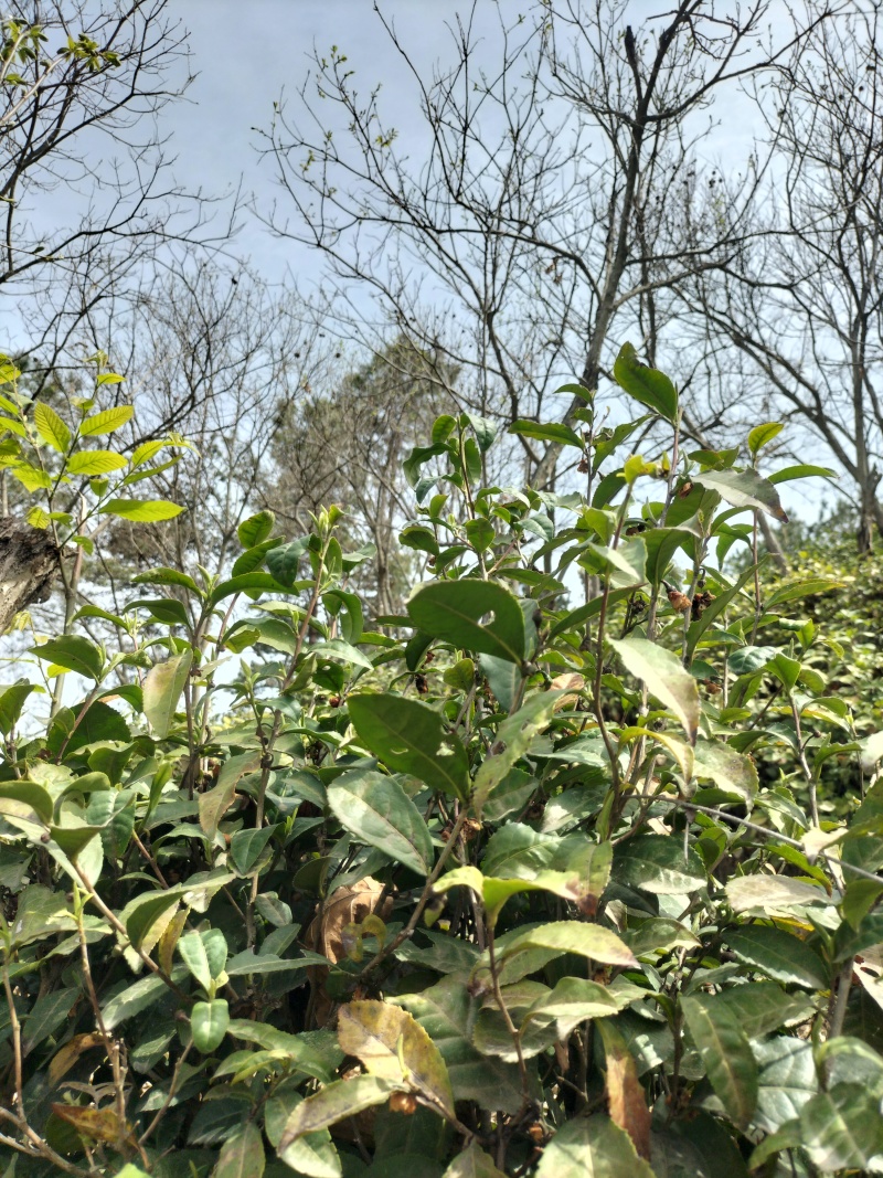 茶叶紫阳（徐小鳯的茶）初心不变，快乐传承，体验样品茶