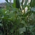 野生土大黄