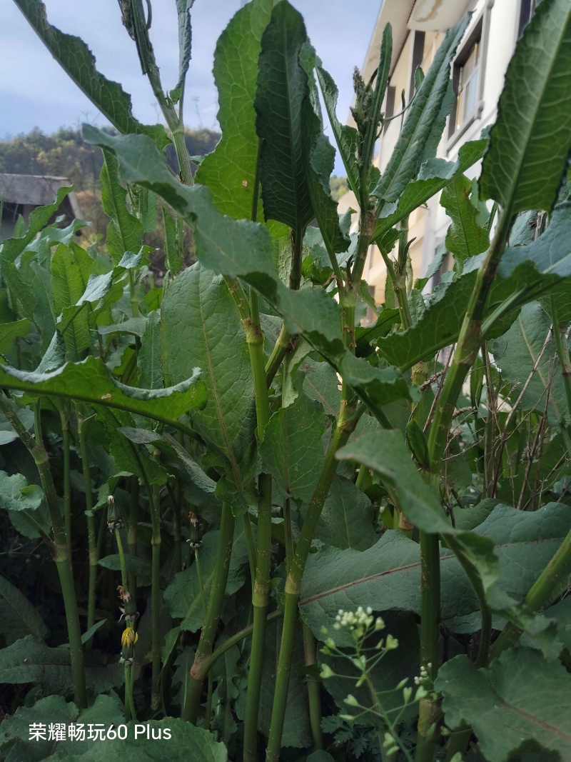 野生土大黄