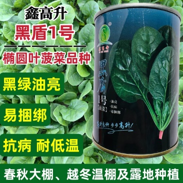 黑盾1号菠菜种子耐寒耐抽苔黑绿油亮菠菜种籽易捆绑春秋蔬菜