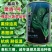 黑盾1号菠菜种子耐寒耐抽苔黑绿油亮菠菜种籽易捆绑春秋蔬菜