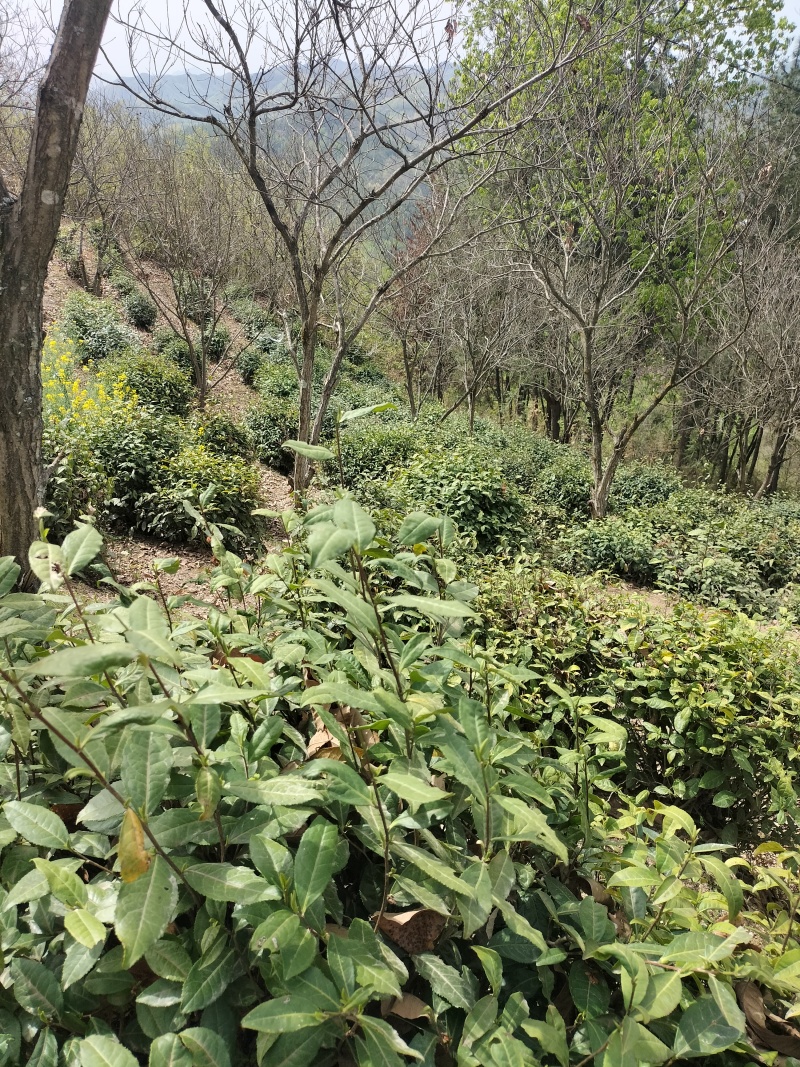 紫阳富硒茶叶徐小凤的茶园干净幸福生活品硒茶温暖人间美一天