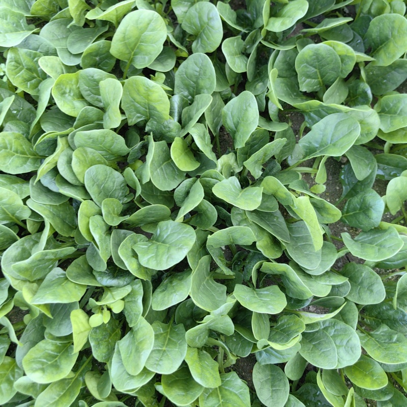 黑盾1号菠菜种子耐寒耐抽苔黑绿油亮菠菜种籽易捆绑春秋蔬菜