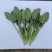黑盾1号菠菜种子耐寒耐抽苔黑绿油亮菠菜种籽易捆绑春秋蔬菜