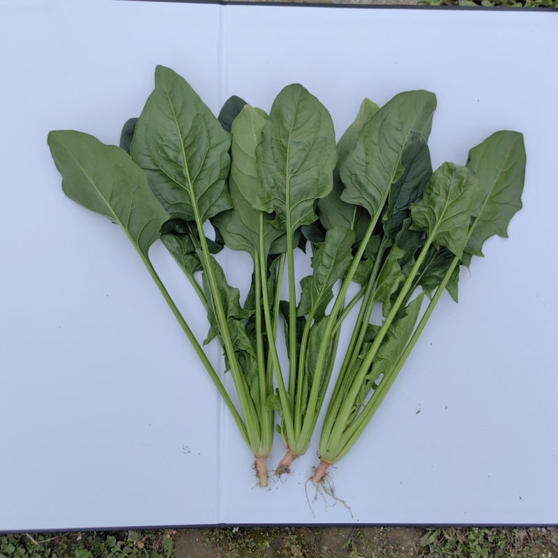 黑盾1号菠菜种子耐寒耐抽苔黑绿油亮菠菜种籽易捆绑春秋蔬菜