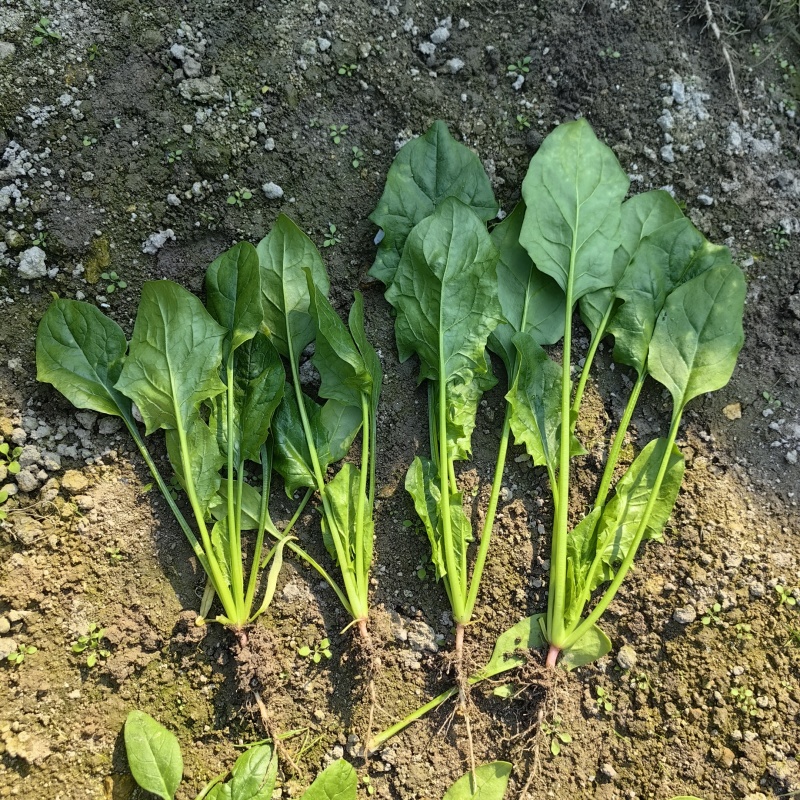 黑盾1号菠菜种子耐寒耐抽苔黑绿油亮菠菜种籽易捆绑春秋蔬菜