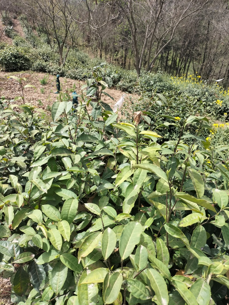 紫阳富硒茶叶徐小凤的茶园干净幸福生活品硒茶温暖人间美一天