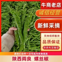 【螺丝椒】陕西阎良辣椒条形好颜色靓丽货量大按需求分拣打包