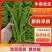 【螺丝椒】陕西阎良辣椒条形好颜色靓丽货量大按需求分拣打包