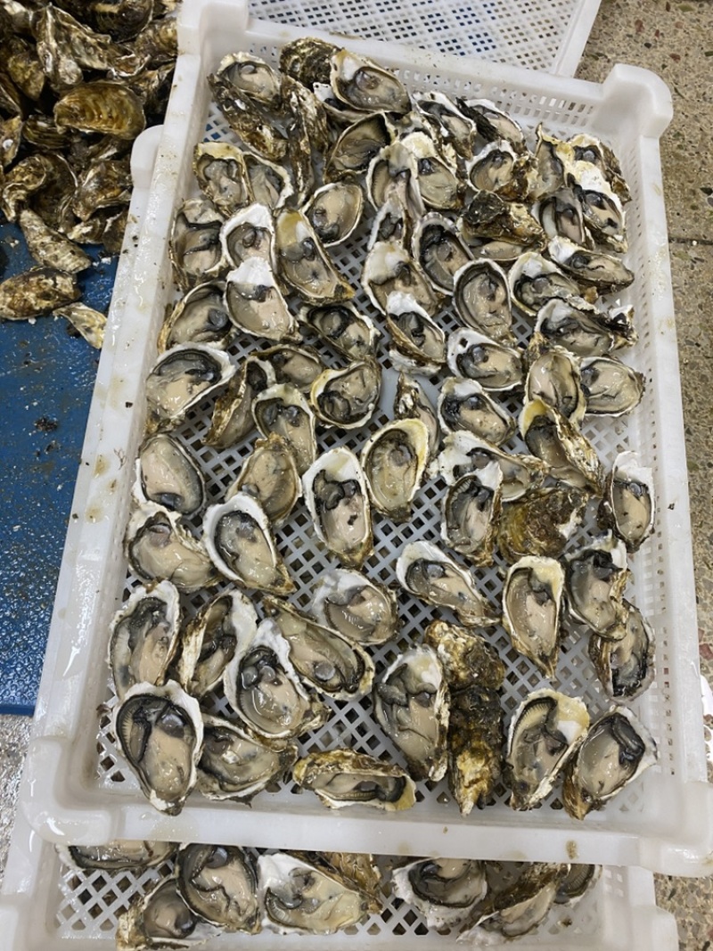 福建一口蚝，福建源头直发，大中小全规格均有