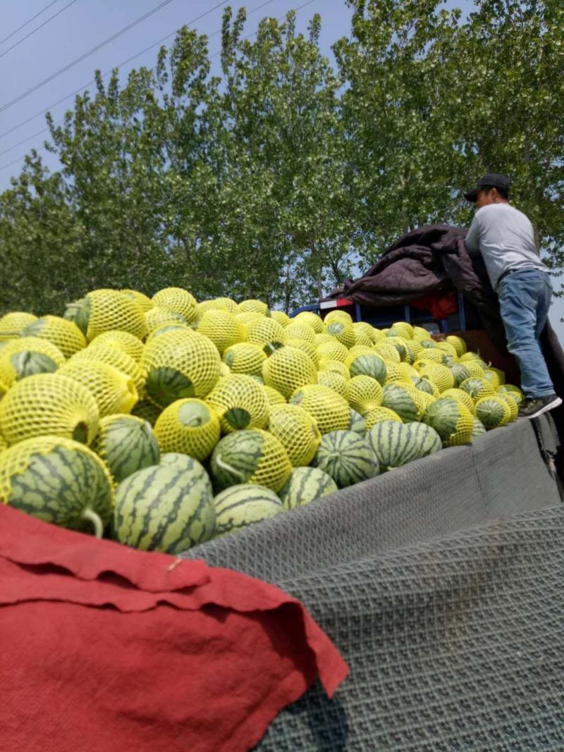 精品特小凤西瓜大量上市保熟保甜，找车发货装车一条龙服务