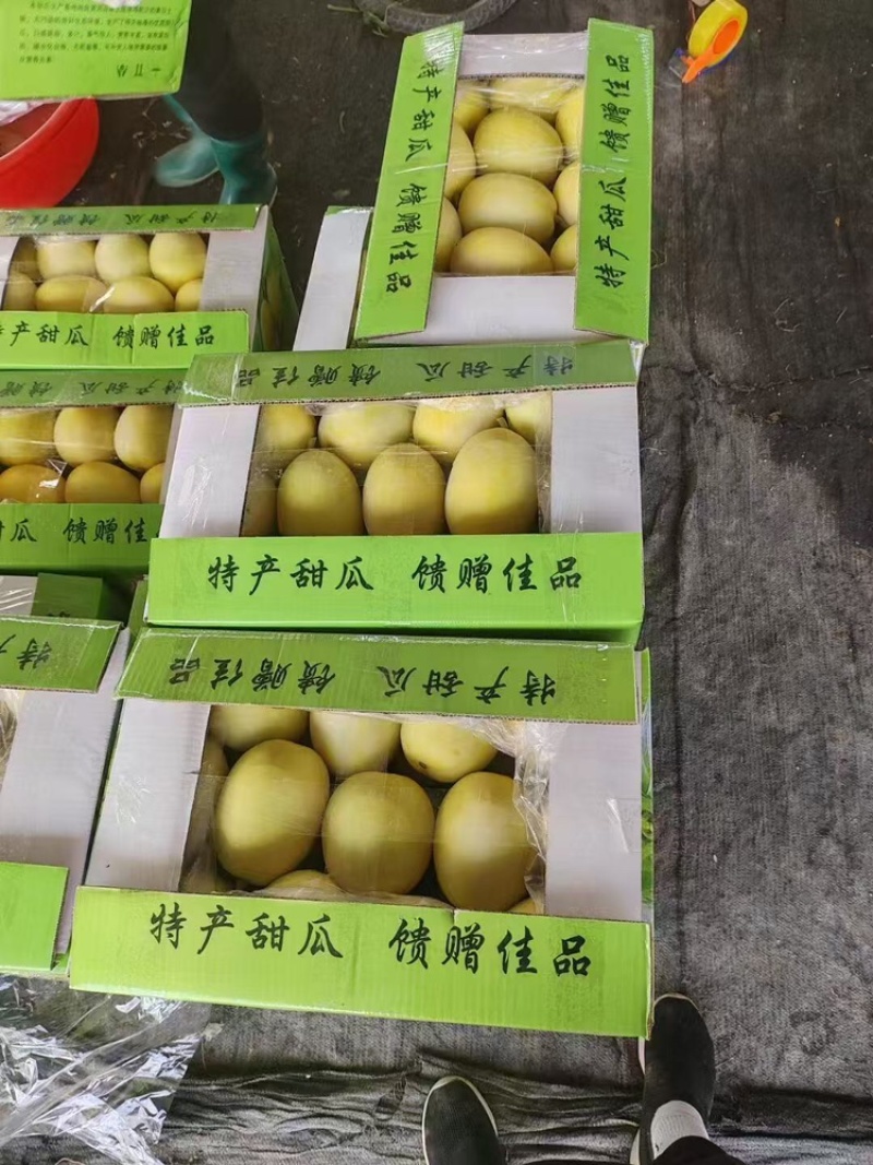 景甜甜瓜货源充足，产地直发，诚信经营，欢迎客商来电