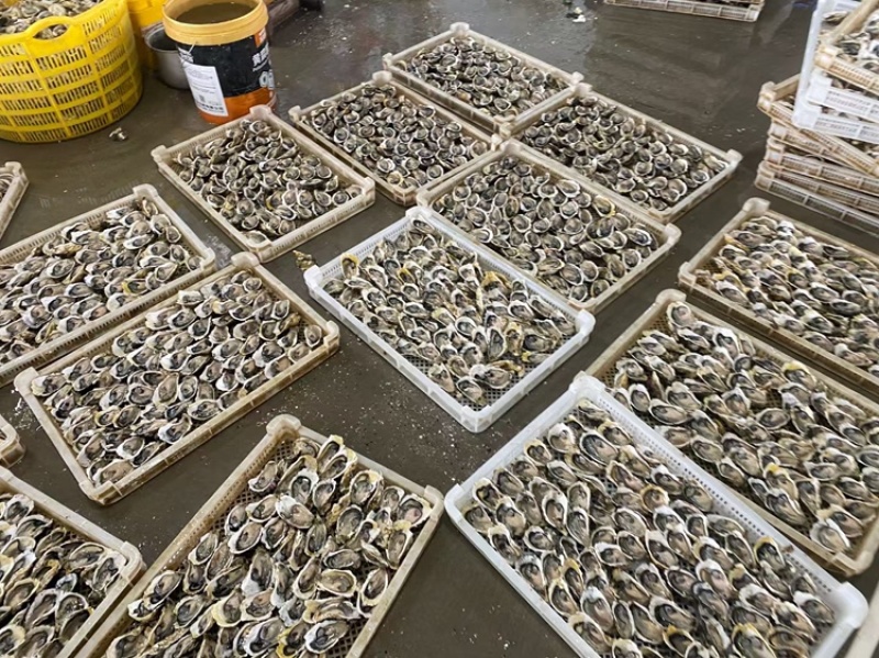 半壳生蚝，帮忙开壳，论个卖，无损蚝，解决商家压力