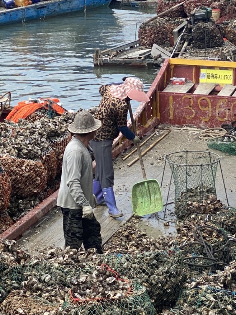 半壳生蚝，帮忙开壳，论个卖，无损蚝，解决商家压力