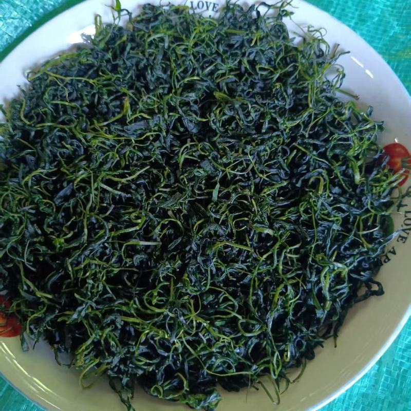 四川宜宾苦丁茶一手货源，货量充足质量保证，对接全国