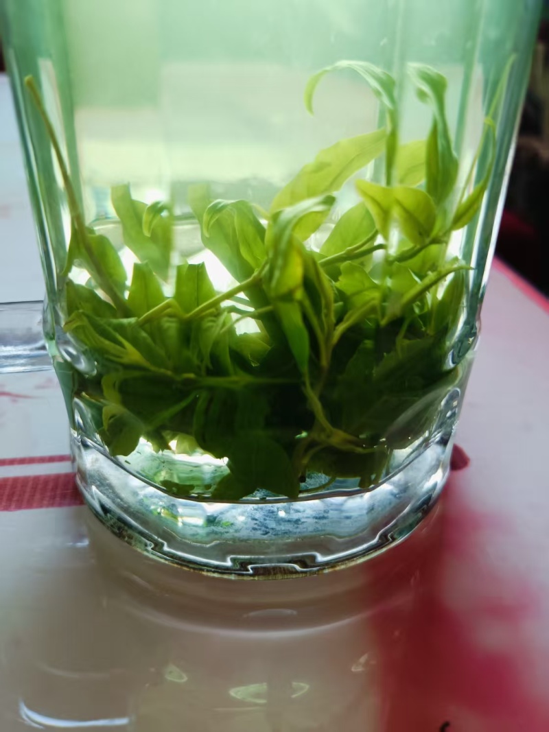 四川宜宾苦丁茶一手货源，货量充足质量保证，对接全国