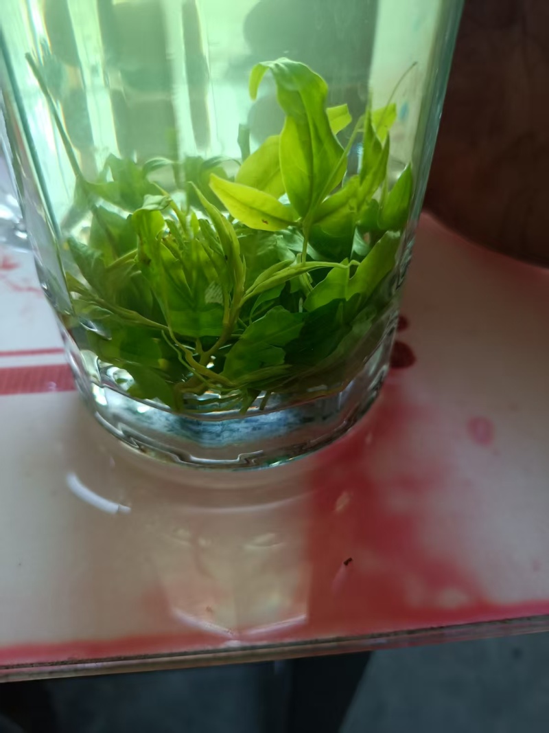 四川宜宾苦丁茶一手货源，货量充足质量保证，对接全国