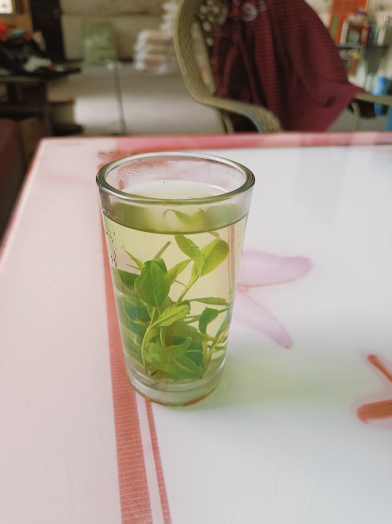 四川宜宾苦丁茶一手货源，货量充足质量保证，对接全国