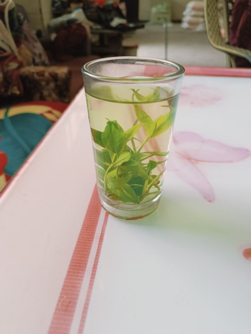 四川宜宾苦丁茶一手货源，货量充足质量保证，对接全国