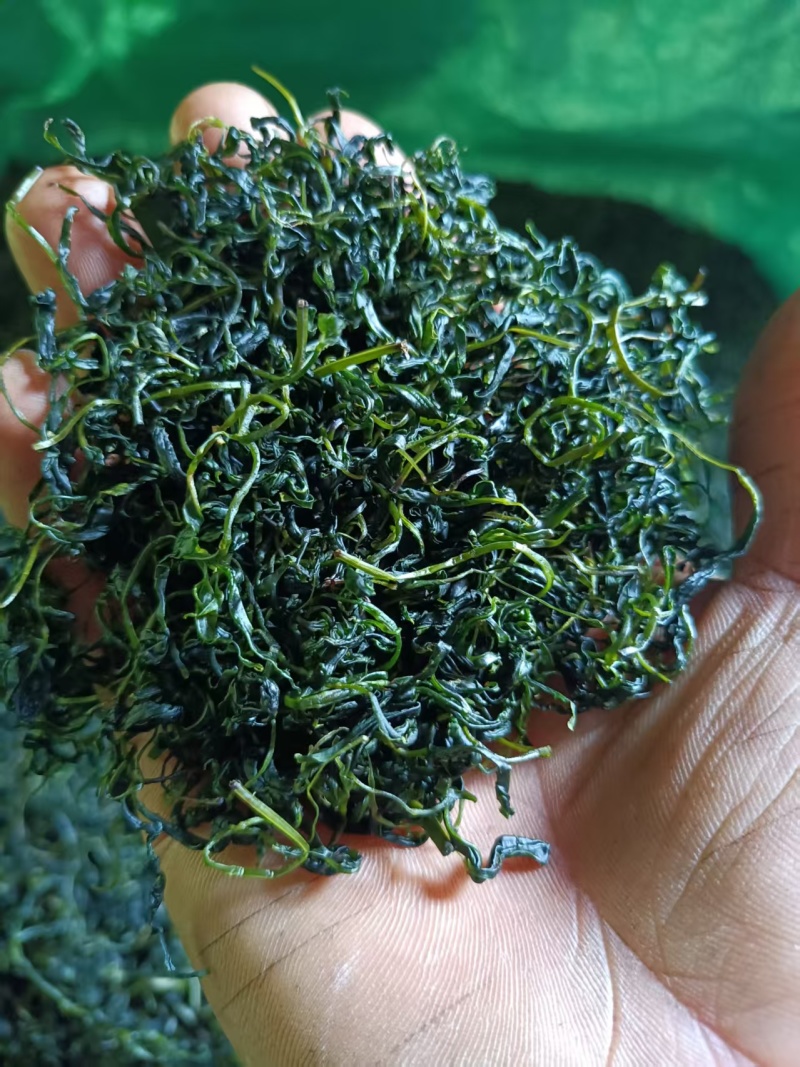 四川宜宾苦丁茶一手货源，货量充足质量保证，对接全国