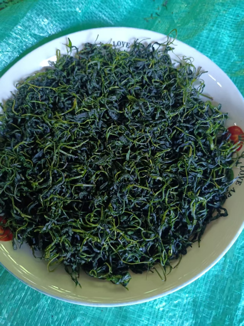 四川宜宾苦丁茶一手货源，货量充足质量保证，对接全国