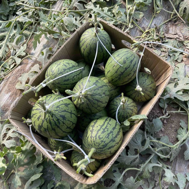 辽宁小西瓜小糖丸西瓜基地直销量大质优价格优惠一手货源