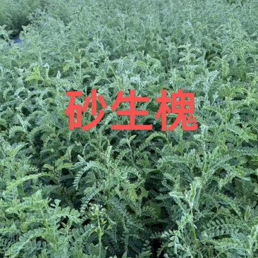 砂生槐30公分40公分50公分以上发西藏