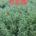 砂生槐30公分40公分50公分以上发西藏