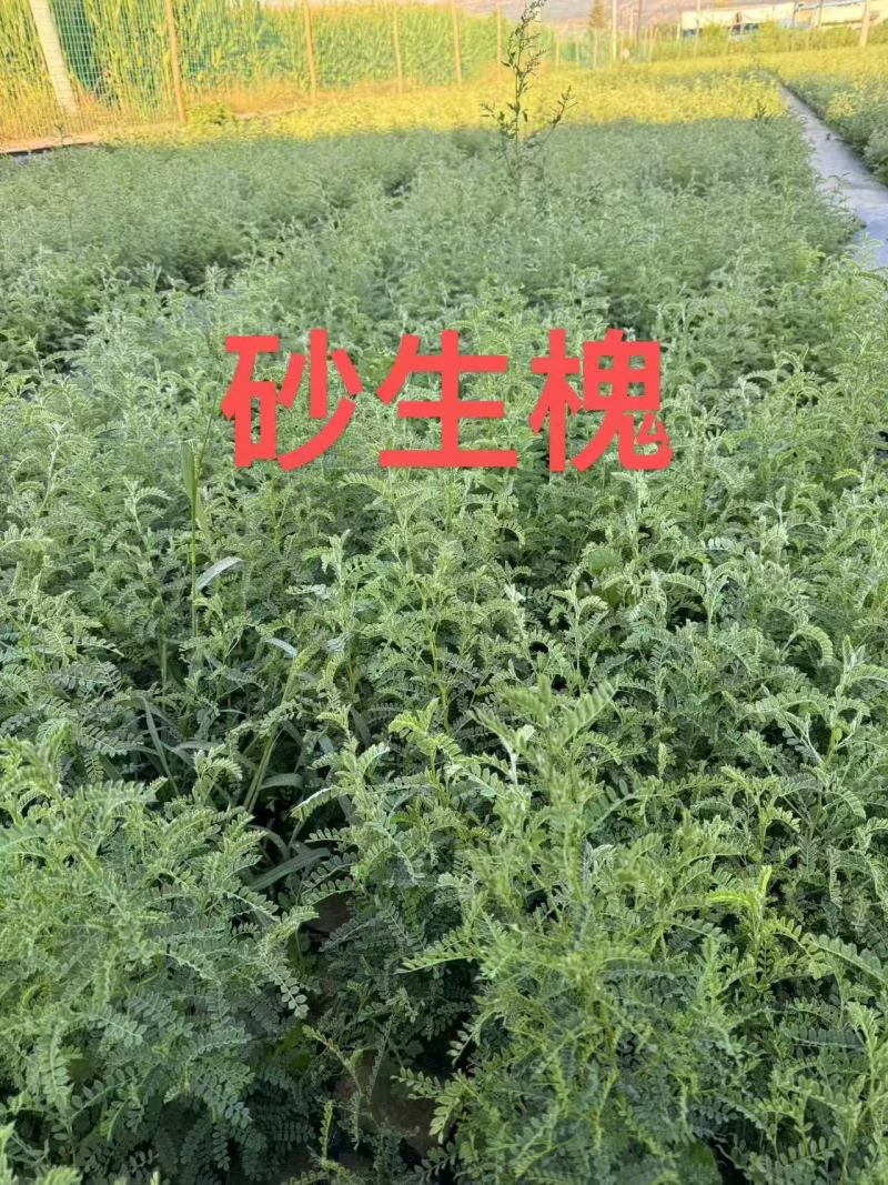 砂生槐30公分40公分50公分以上发西藏