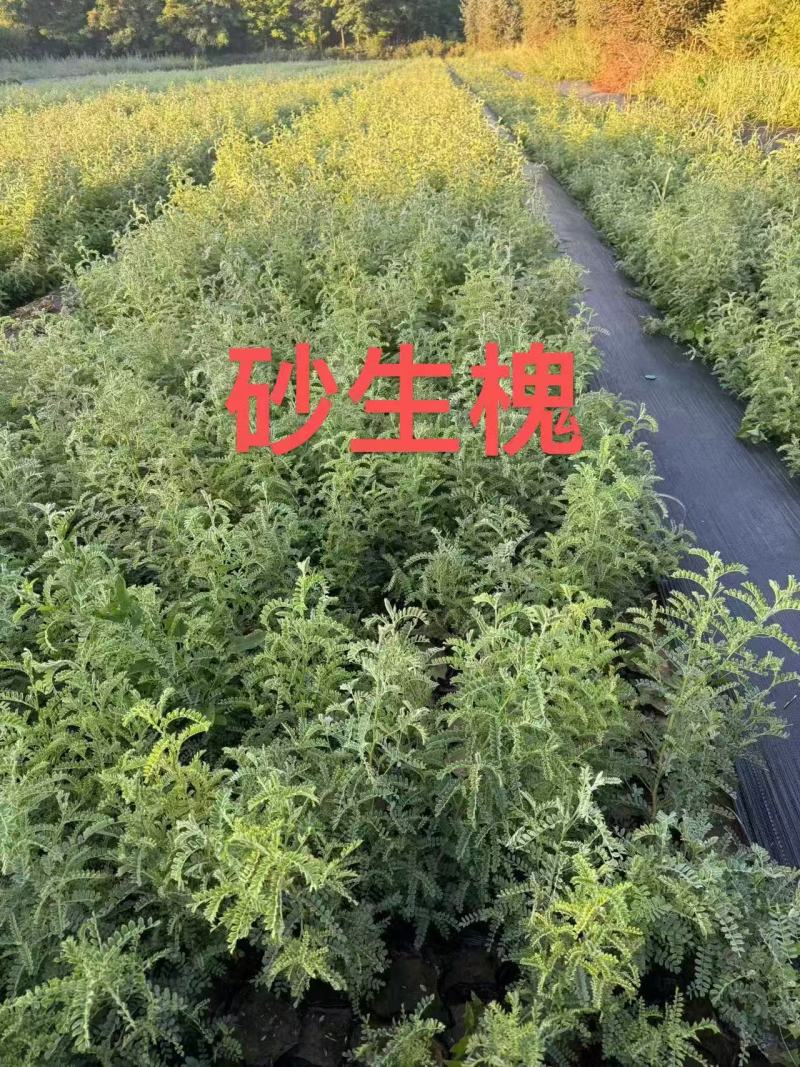 砂生槐30公分40公分50公分以上发西藏