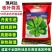 丹麦引进板叶茼蒿种子四季耐热耐寒蔬菜种子大叶茼蒿种子蓬蒿