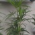 细叶棕竹