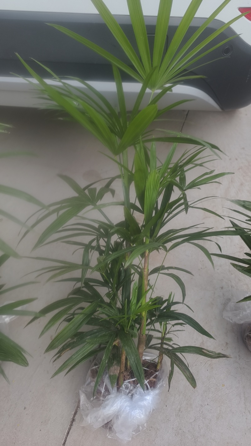 细叶棕竹