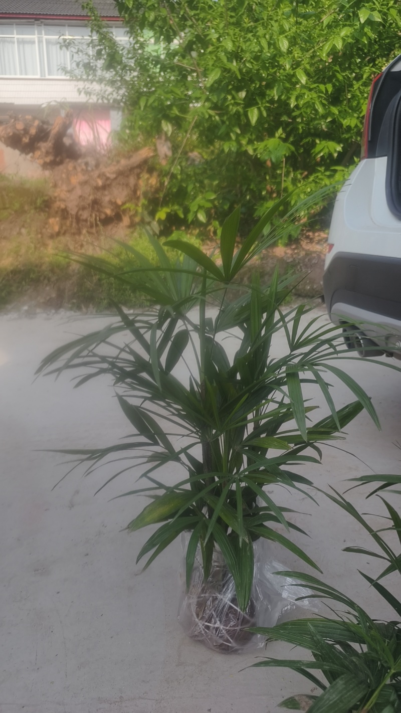 细叶棕竹