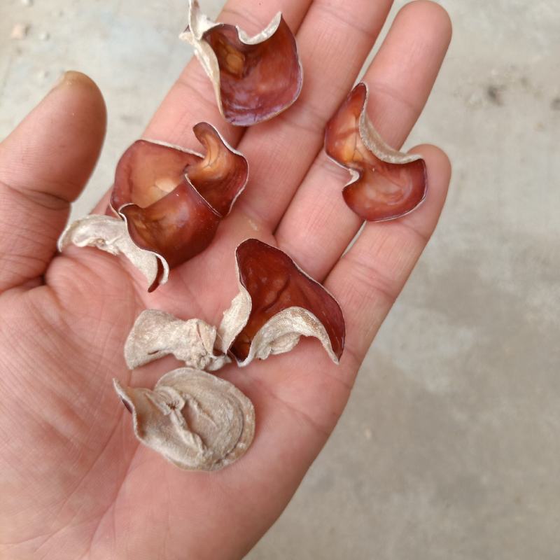粉木耳产地贵妃粉木耳种植厂4级供货欢迎合作
