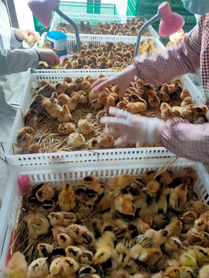 大红公鸡苗麻鸡黑瑶九斤黄厂家直销包运输包成活