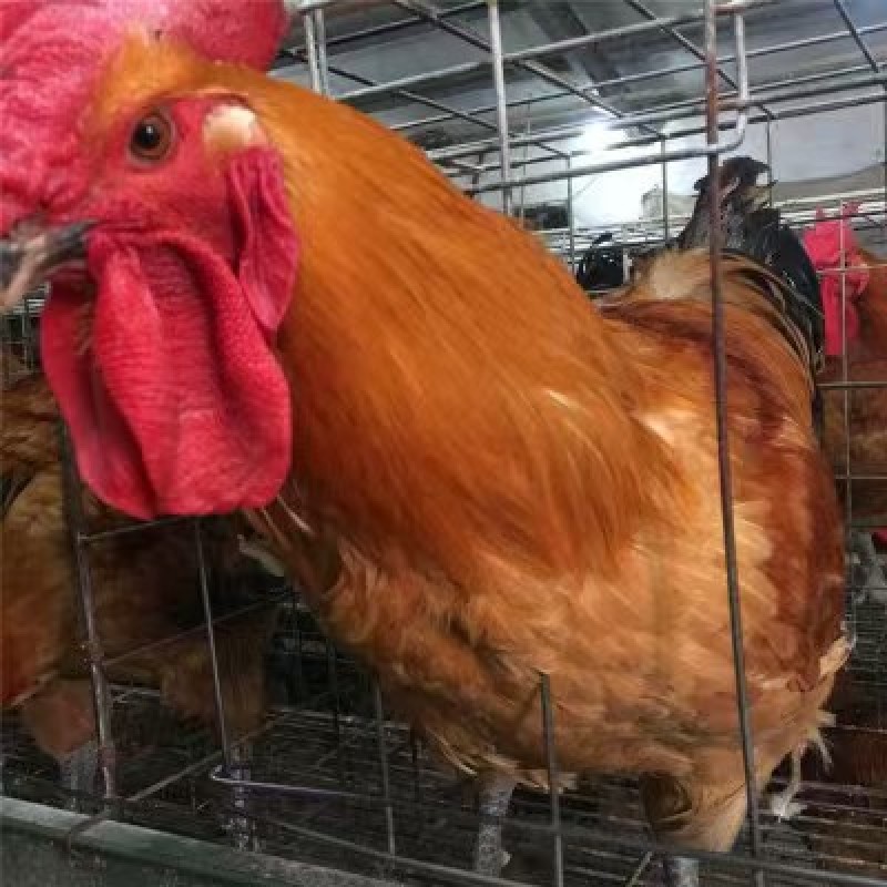 出壳鸡苗青脚麻鸡苗九斤红鸡苗瑶鸡苗厂家直发技术