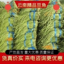 云南精品长豆角，一手货源价格美丽，支持视频看货