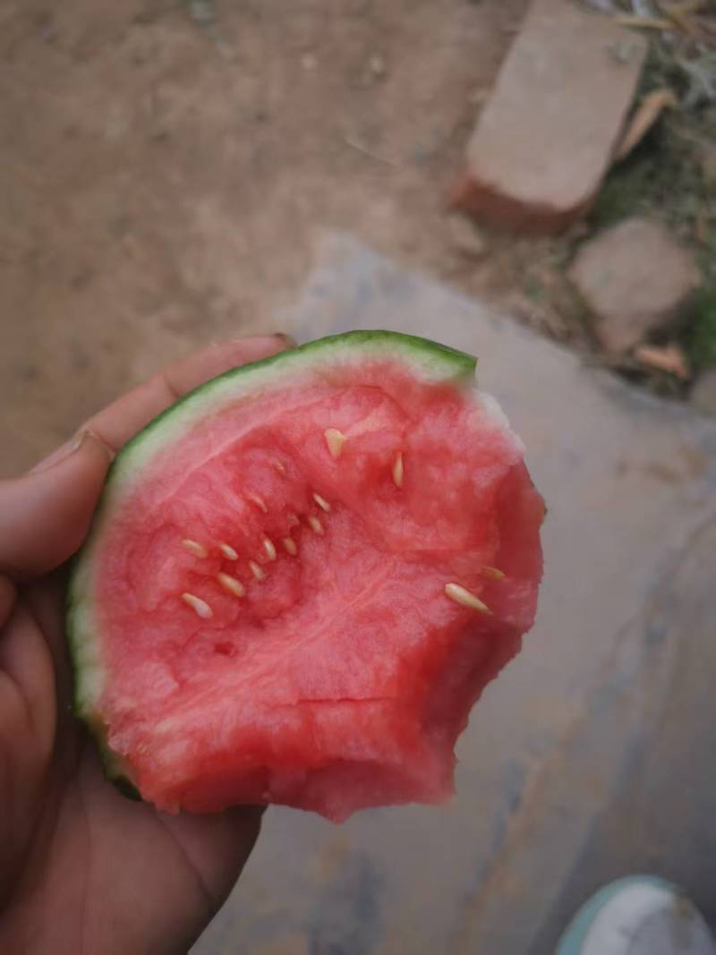 精品小吊瓜西瓜大量上市，小糖丸西瓜，大量出售